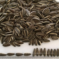 Semillas de girasol chinas especificación semillas de girasol 363 tipo tamaño 220-230